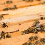 Abeilles et guêpes : alliées ou nuisibles dans votre jardin ?